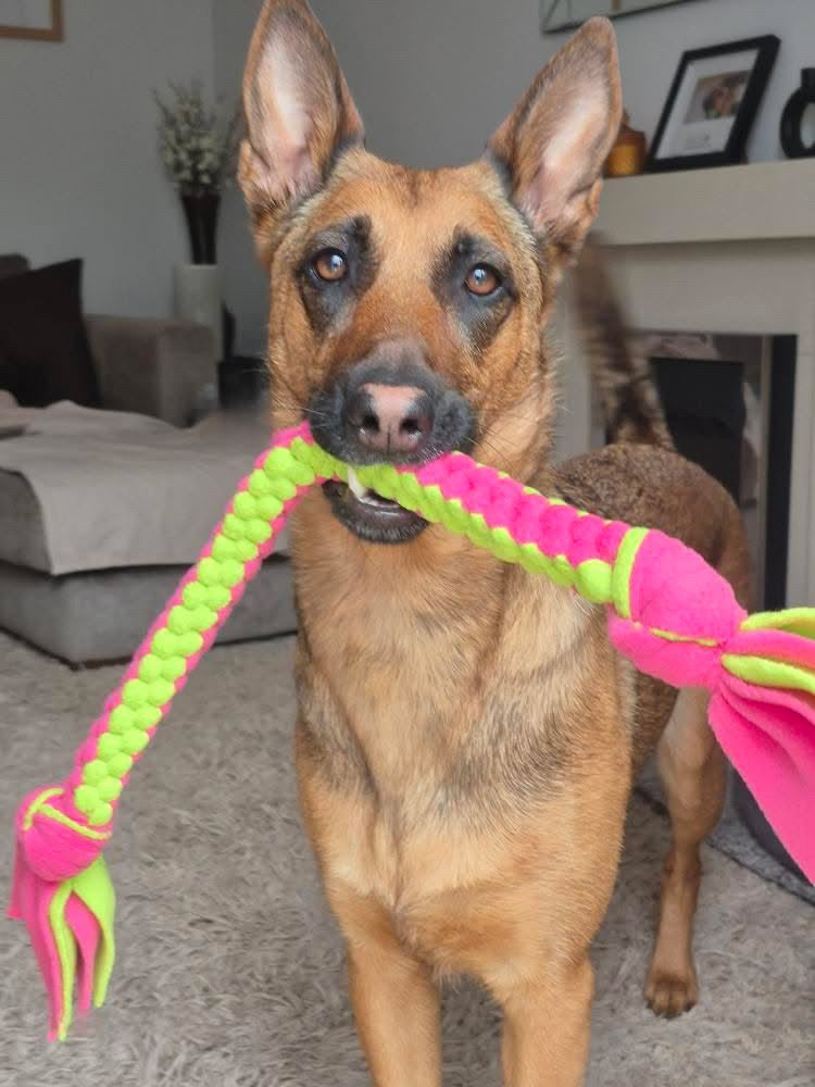 Dog Tug Toy - CanineCraftsUK