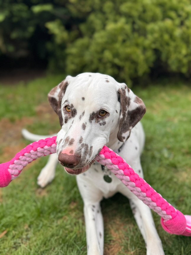 Dog Tug Toy - CanineCraftsUK