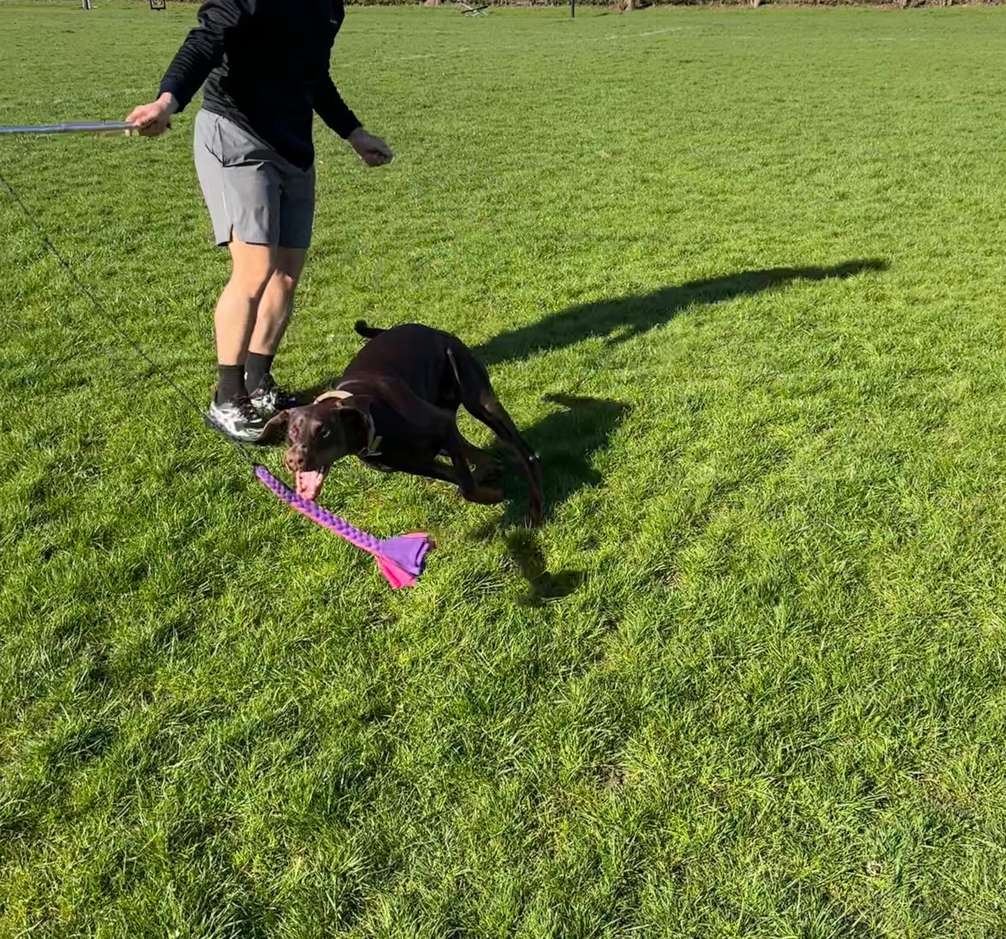 Dog Tug Toy - CanineCraftsUK