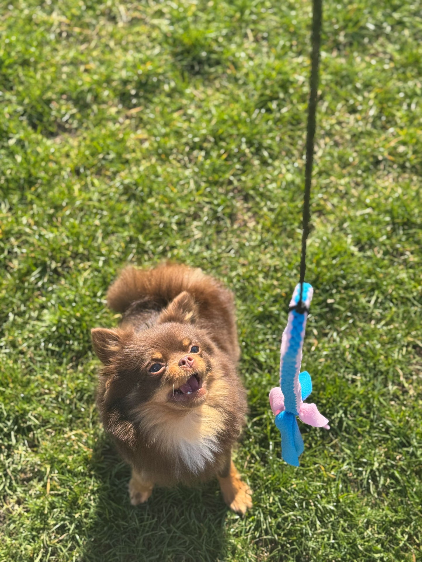 Small Flirt Pole Toy