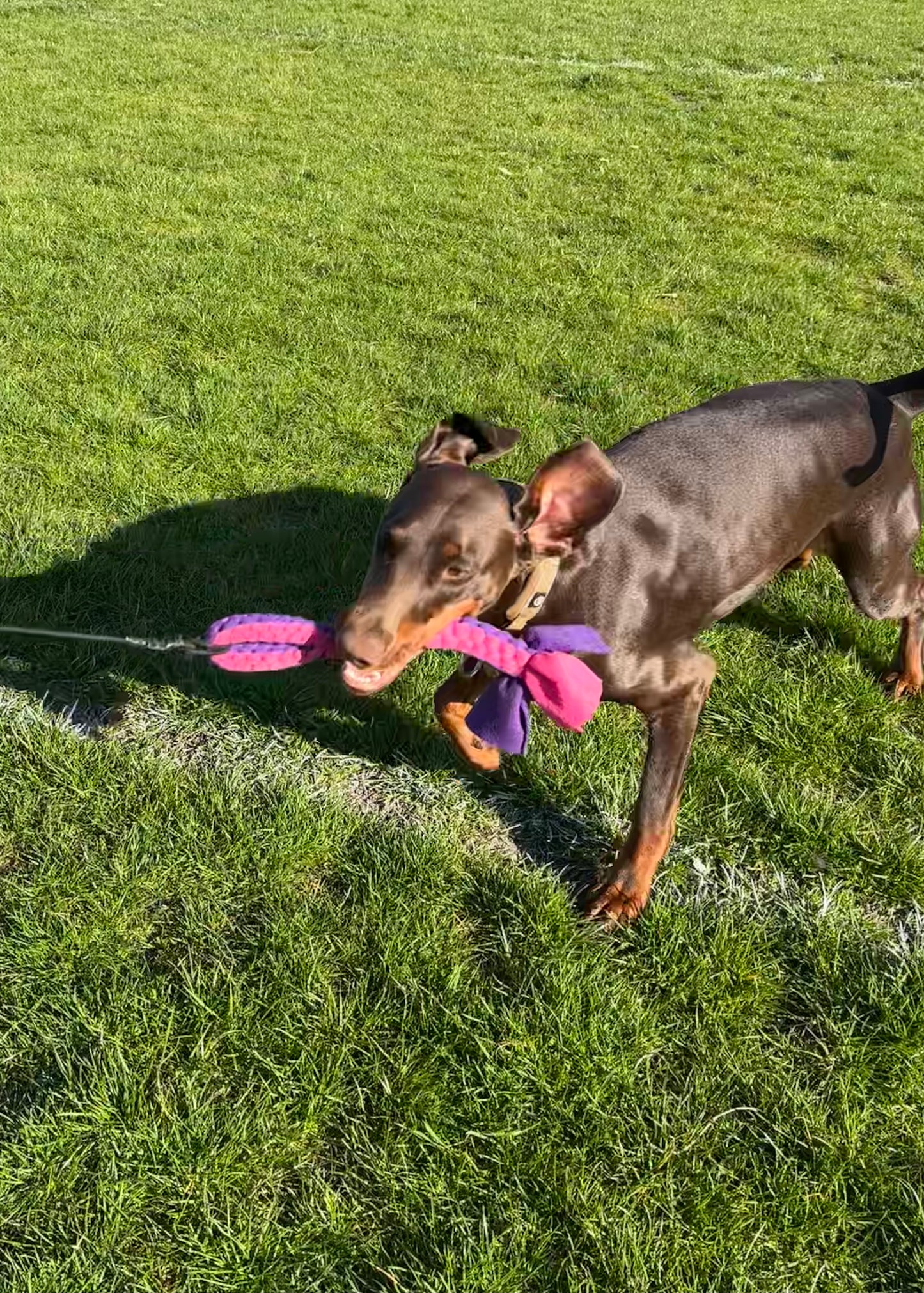 Dog Tug Toy - CanineCraftsUK