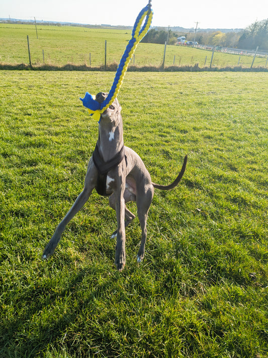 Dog Tug Toy - CanineCraftsUK