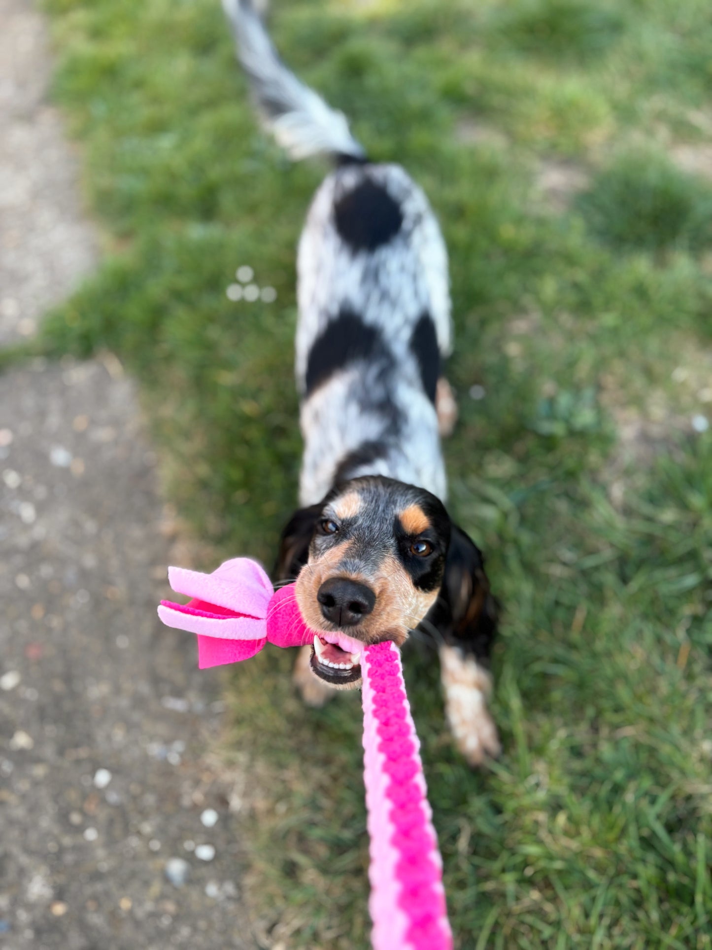 Dog Tug Toy - CanineCraftsUK