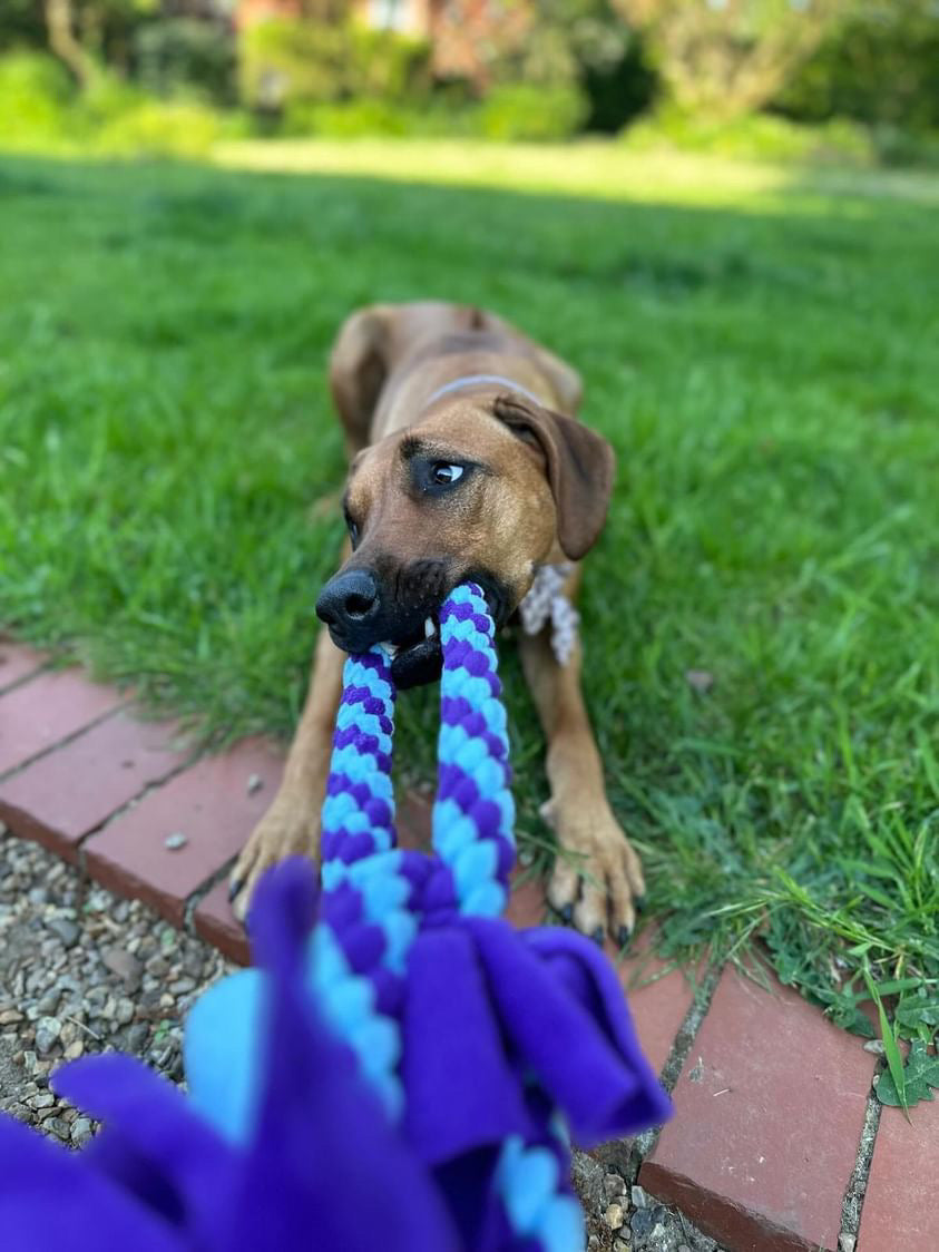 Dog Tug Toy - CanineCraftsUK