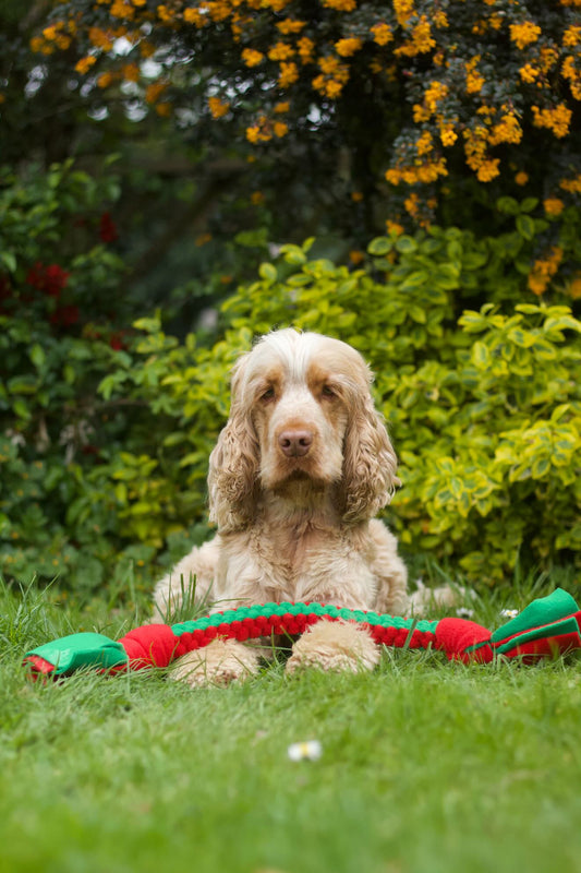 Dog Tug Toy - CanineCraftsUK