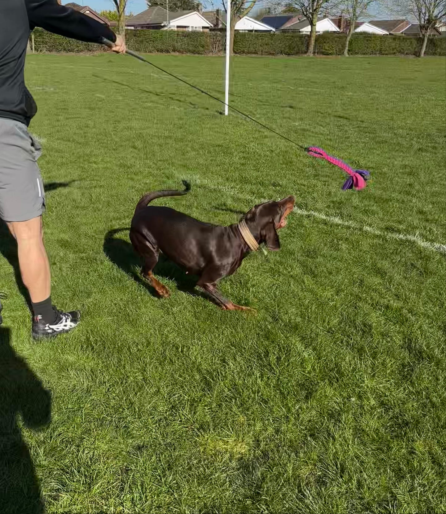 Dog Tug Toy - CanineCraftsUK