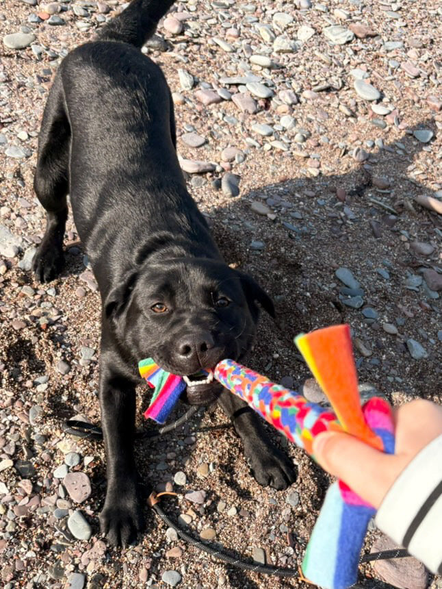 Large Rainbow Toy