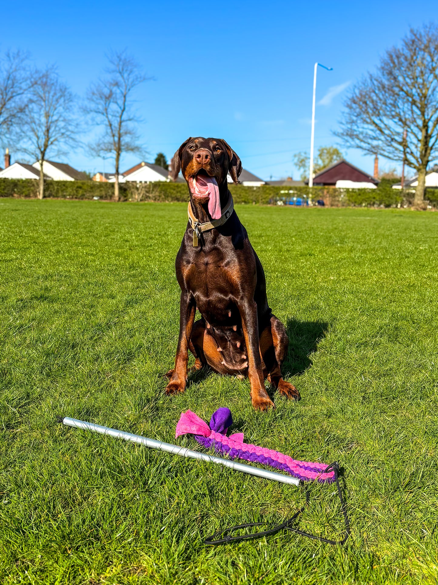 Dog Tug Toy - CanineCraftsUK