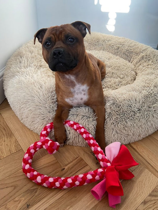 Dog Tug Toy - CanineCraftsUK