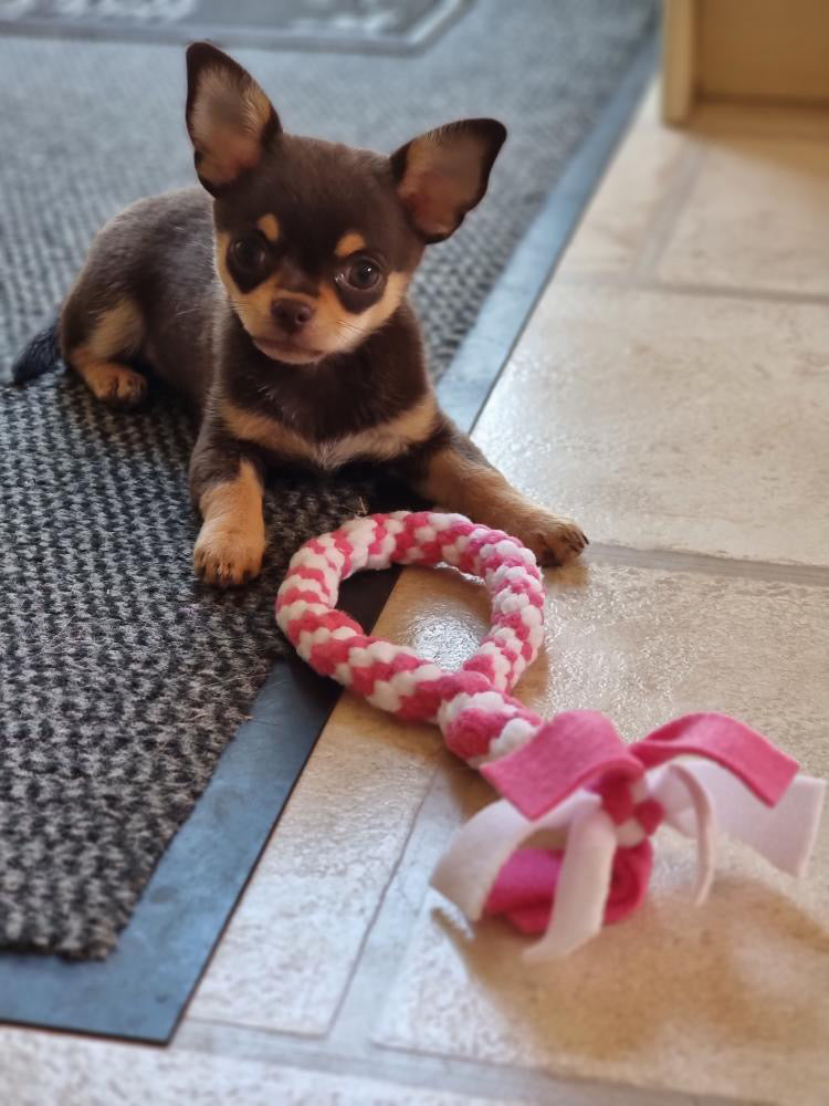 Small Dog Toys