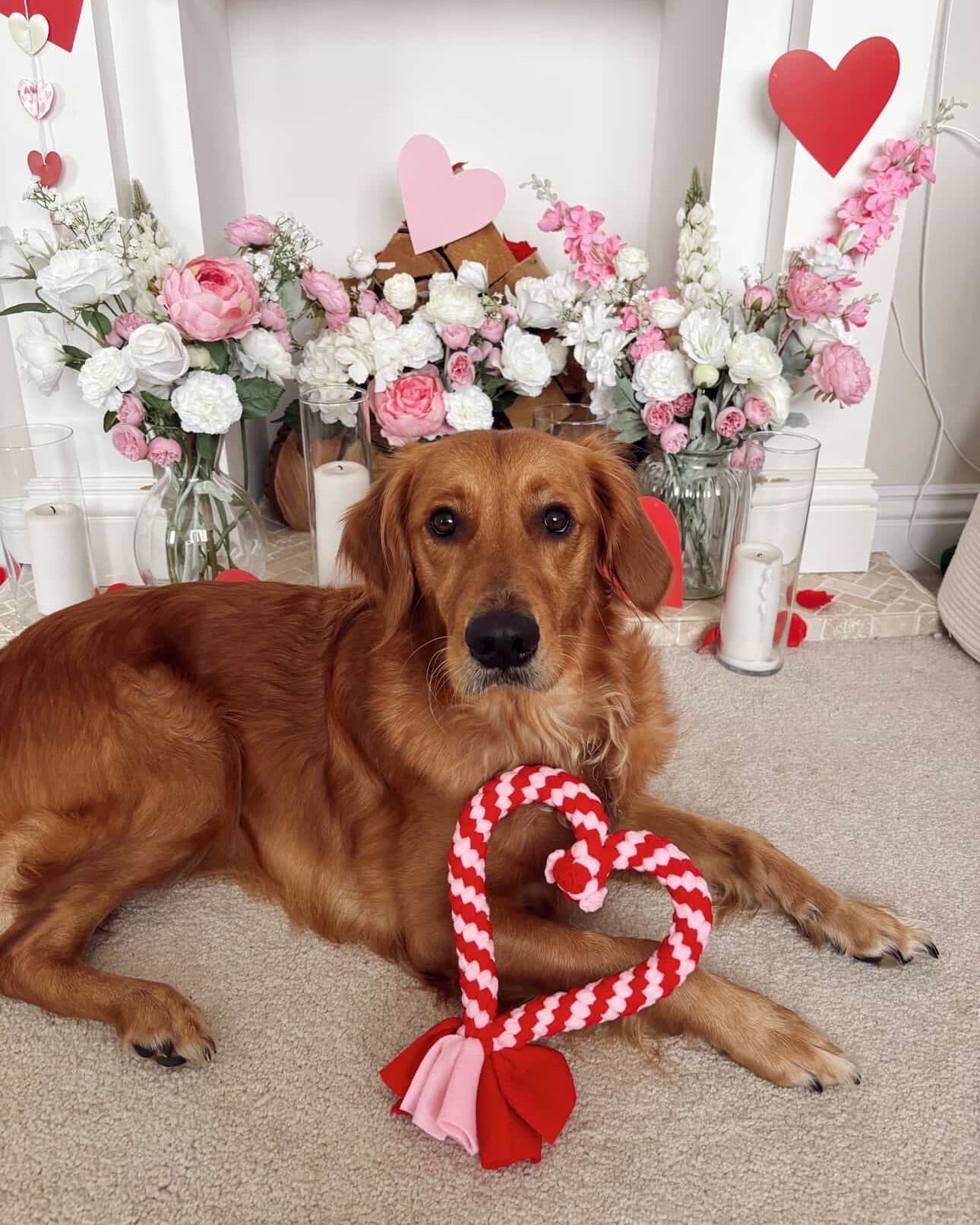 Dog Tug Toy - CanineCraftsUK