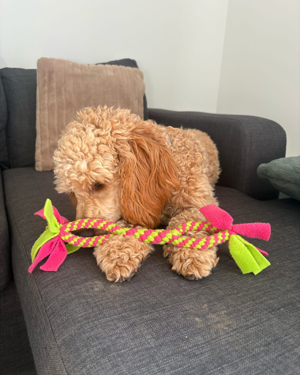 handle dog tug toy