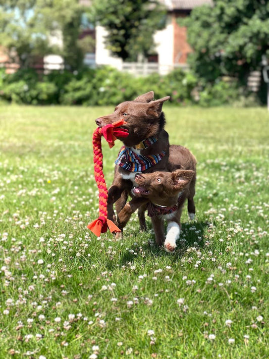 XL Spiral Tug - CanineCraftsUK