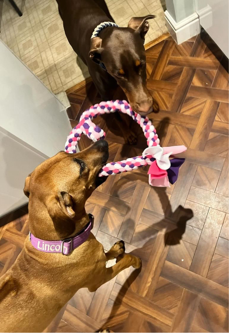 Dog Tug Toy - CanineCraftsUK