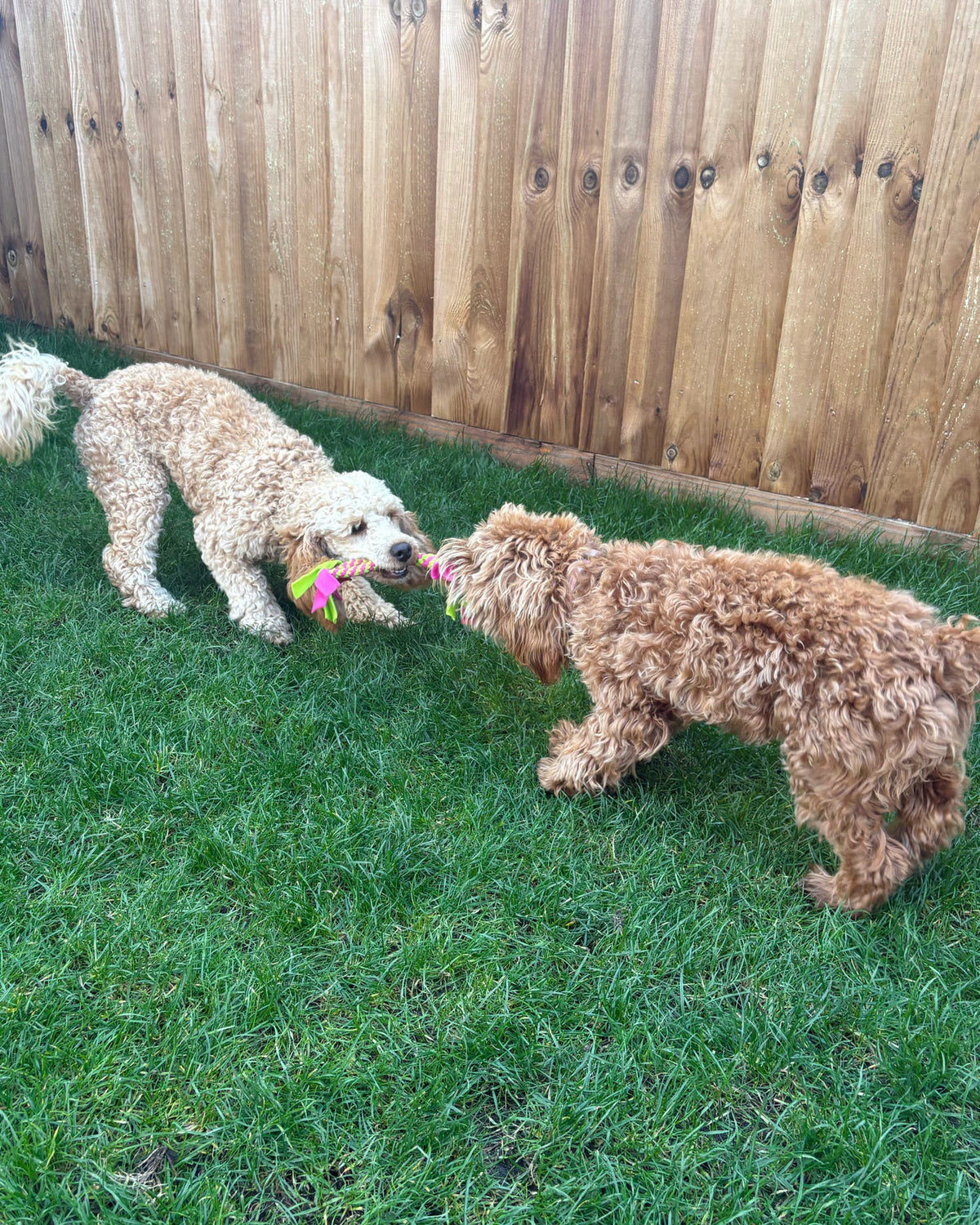dog tug toys uk