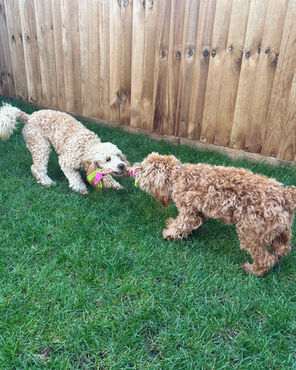 dog tug toys uk