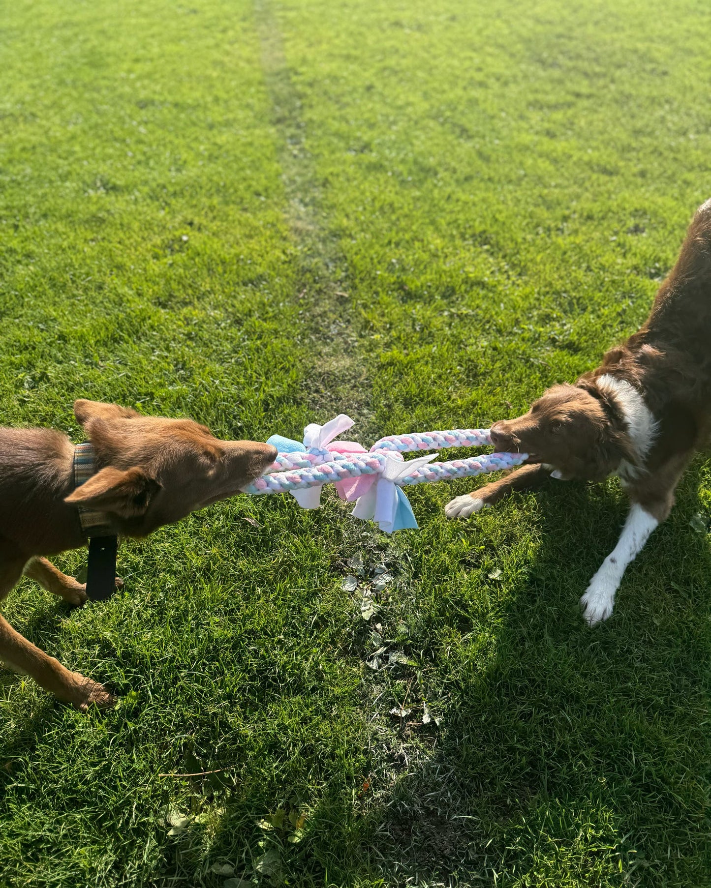 Large Double Circle Tug