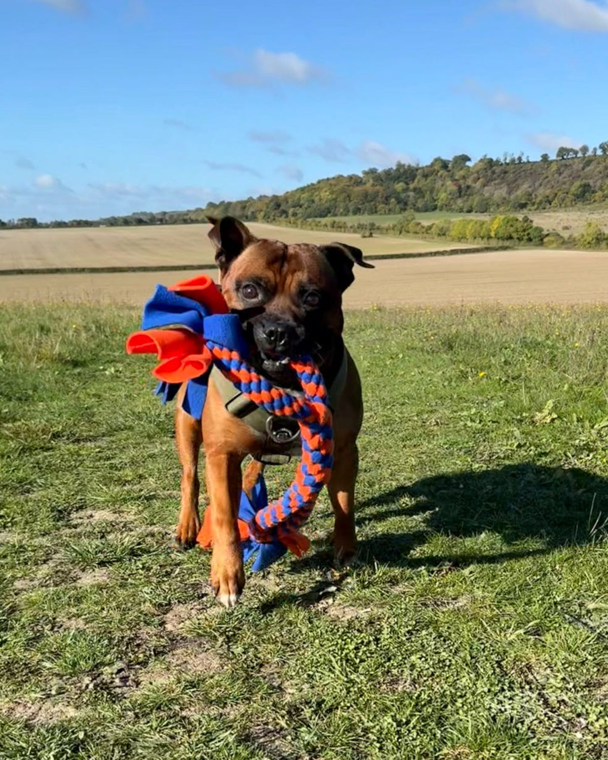 dog toys for large dogs
