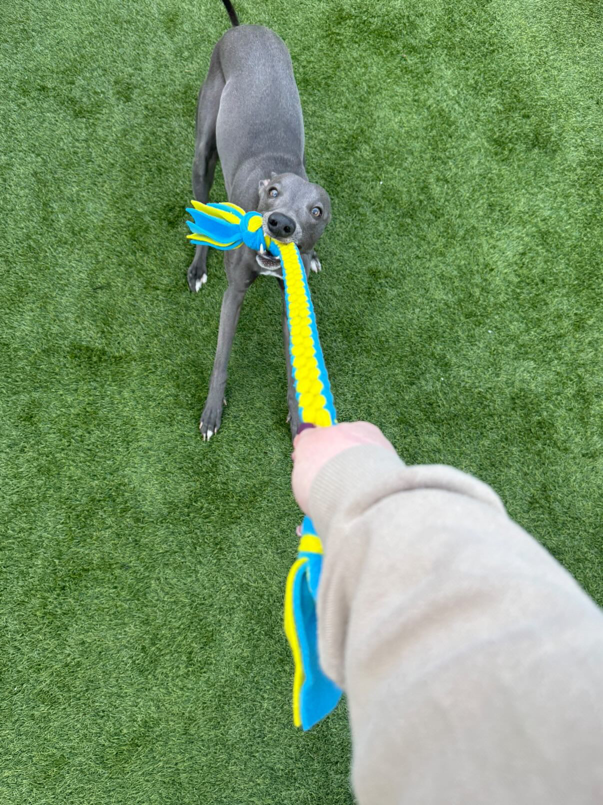 Dog Tug Toy - CanineCraftsUK