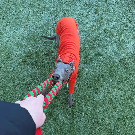 christmas gifts for dogs