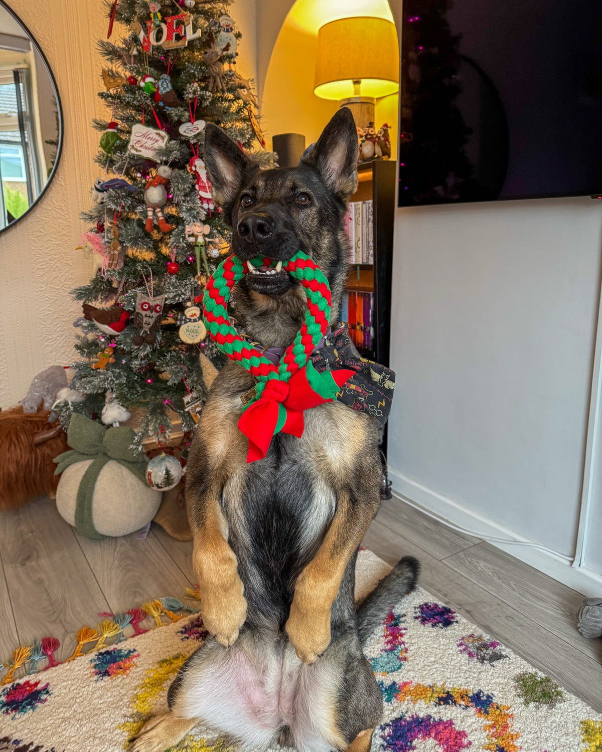 Christmas dog tug toy