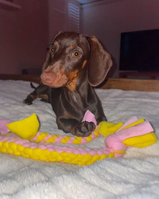 Small Dog Toy Set - CanineCraftsUK