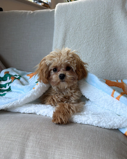 Dog Blanket - CanineCraftsUK