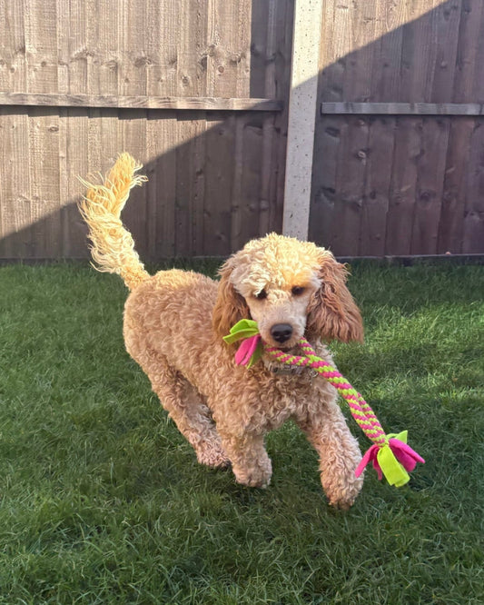 tug of war dog toy