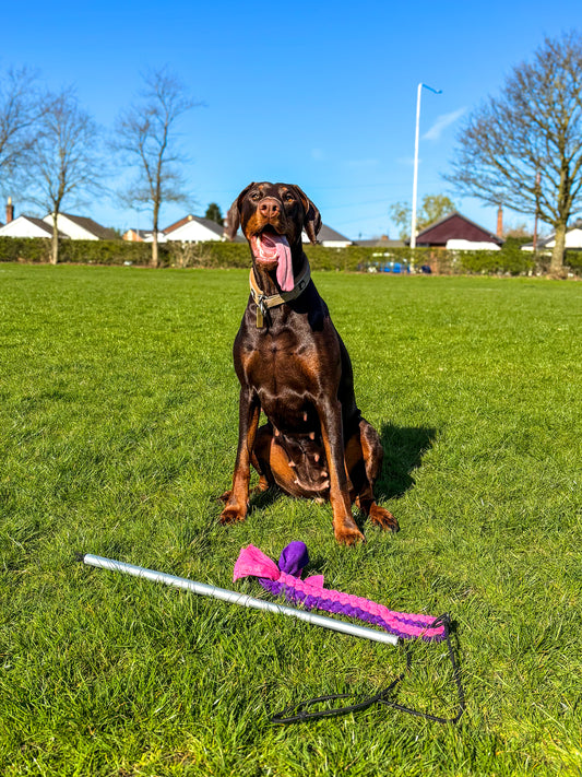 Dog Tug Toy - CanineCraftsUK