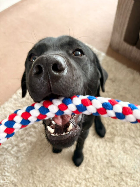 Dog Tug Toy - CanineCraftsUK