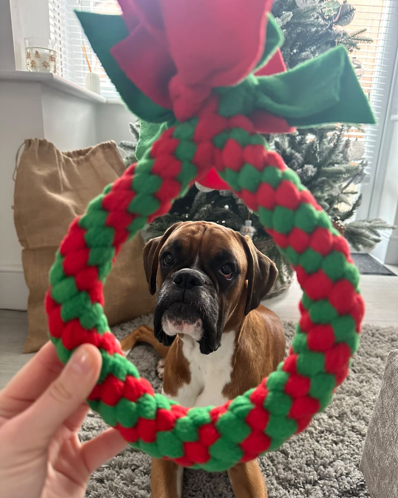 dog xmas present