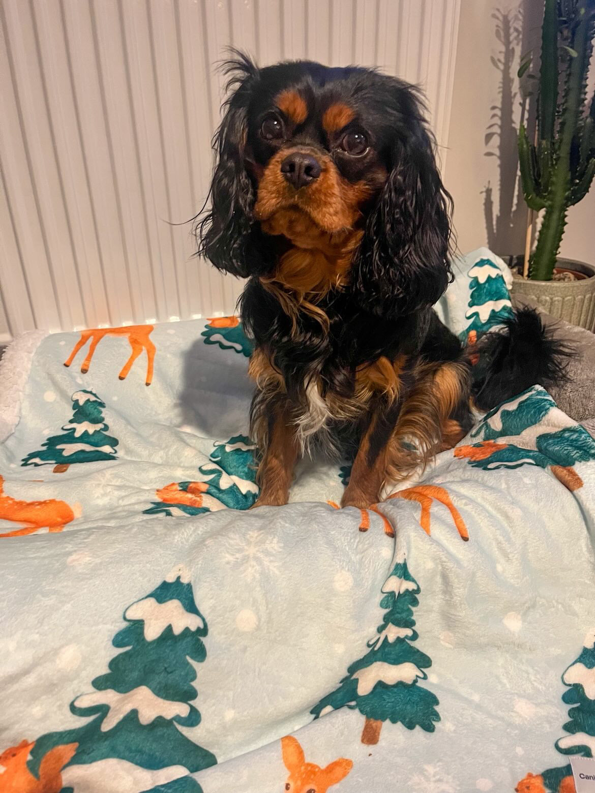 Cosy Dog Blanket - Winter Woodland