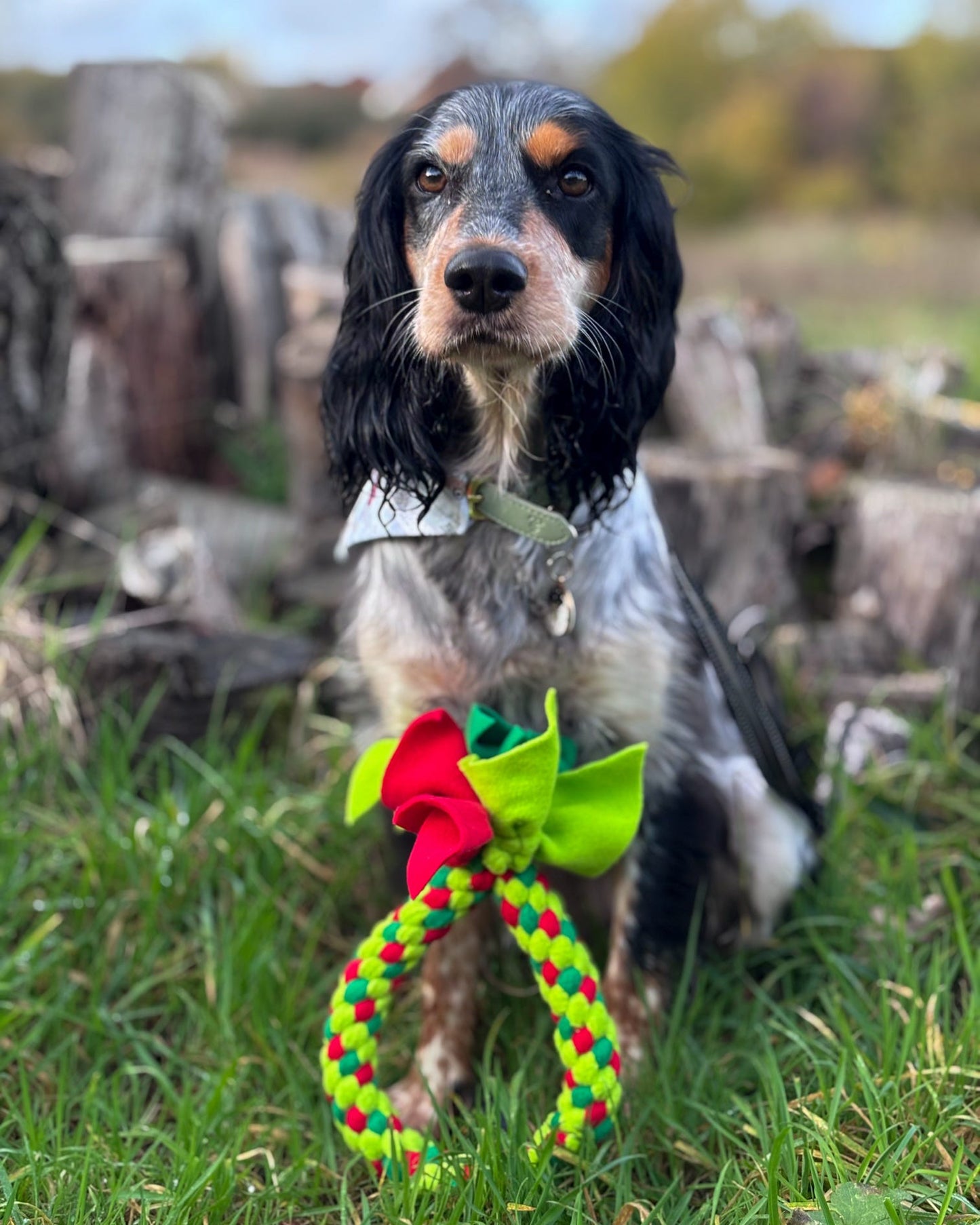 Large Christmas Wreath Dog Toy