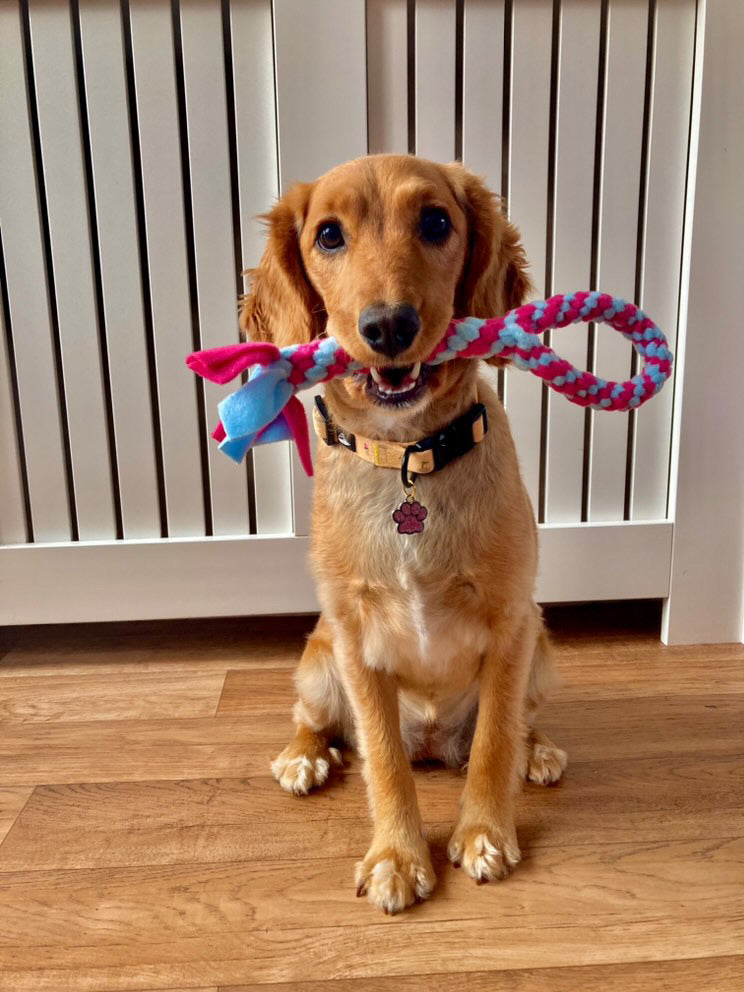 Small Loop Tug Toy - CanineCraftsUK