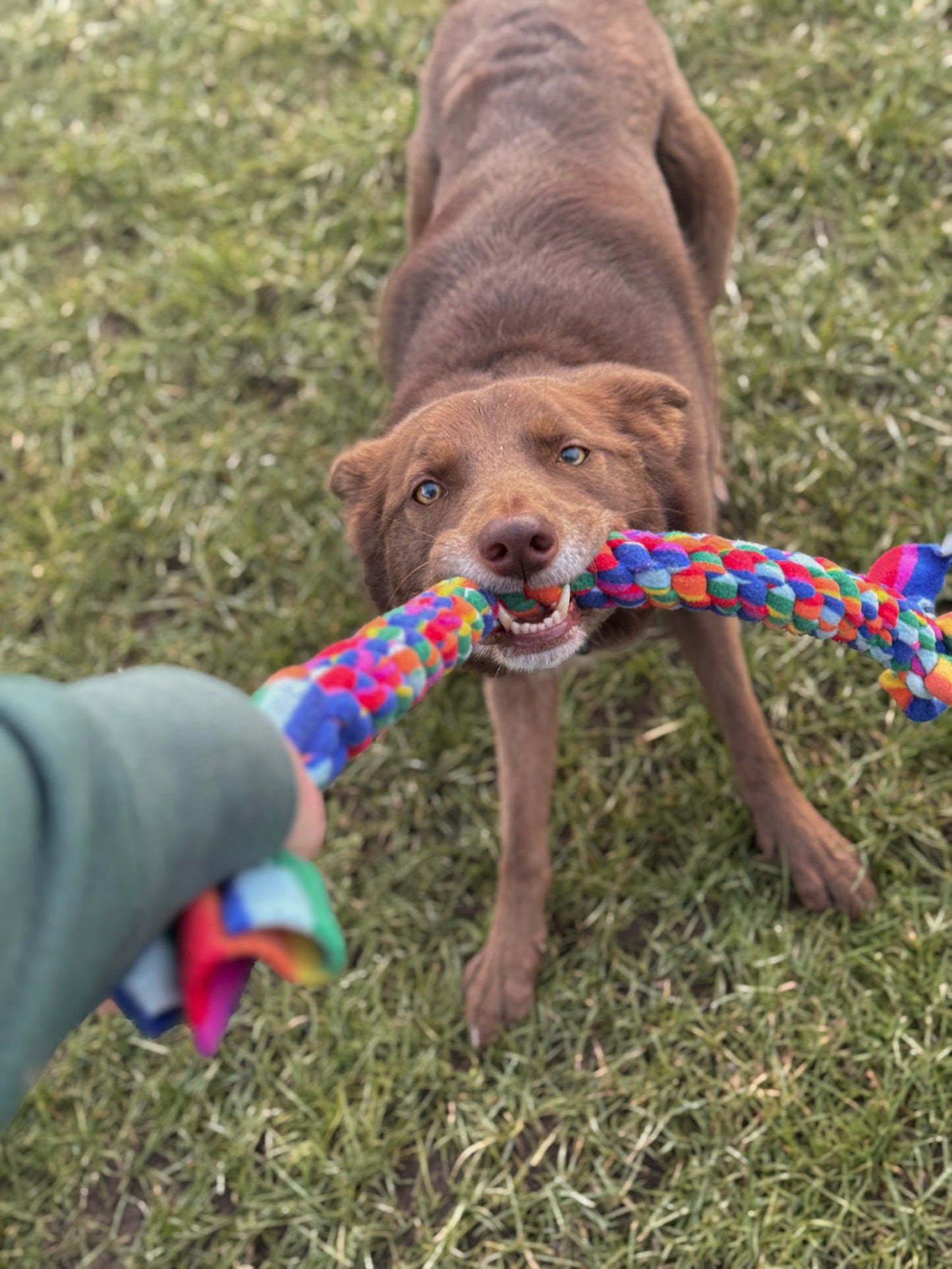 Dog Tug Toy - CanineCraftsUK