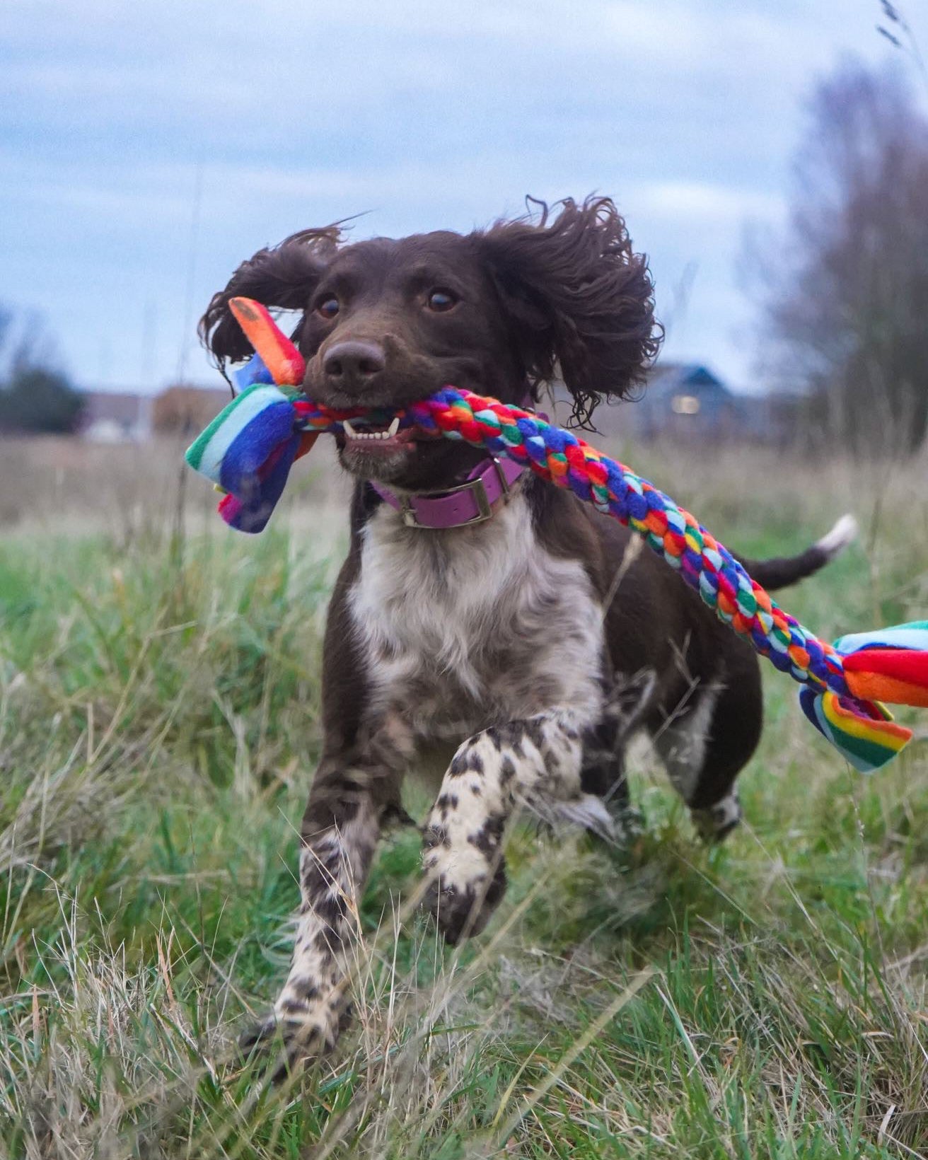 Dog Tug Toy - CanineCraftsUK